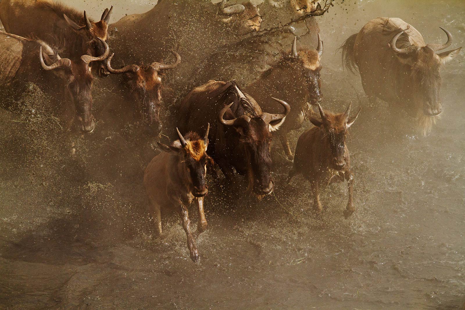 ANGAMA-MARA---GREAT-MIGRATION Kenya Masai Mara