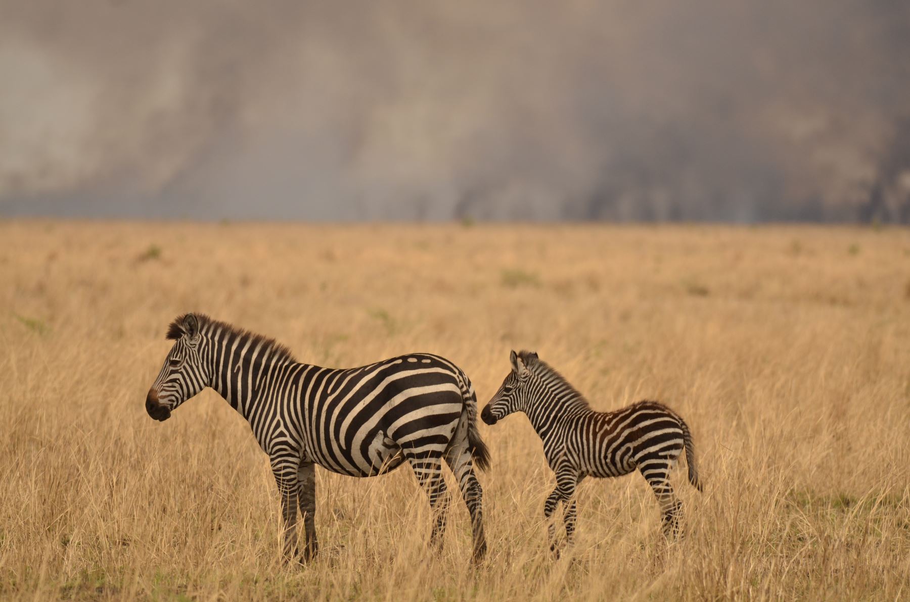 Zebra on the Katavi plains