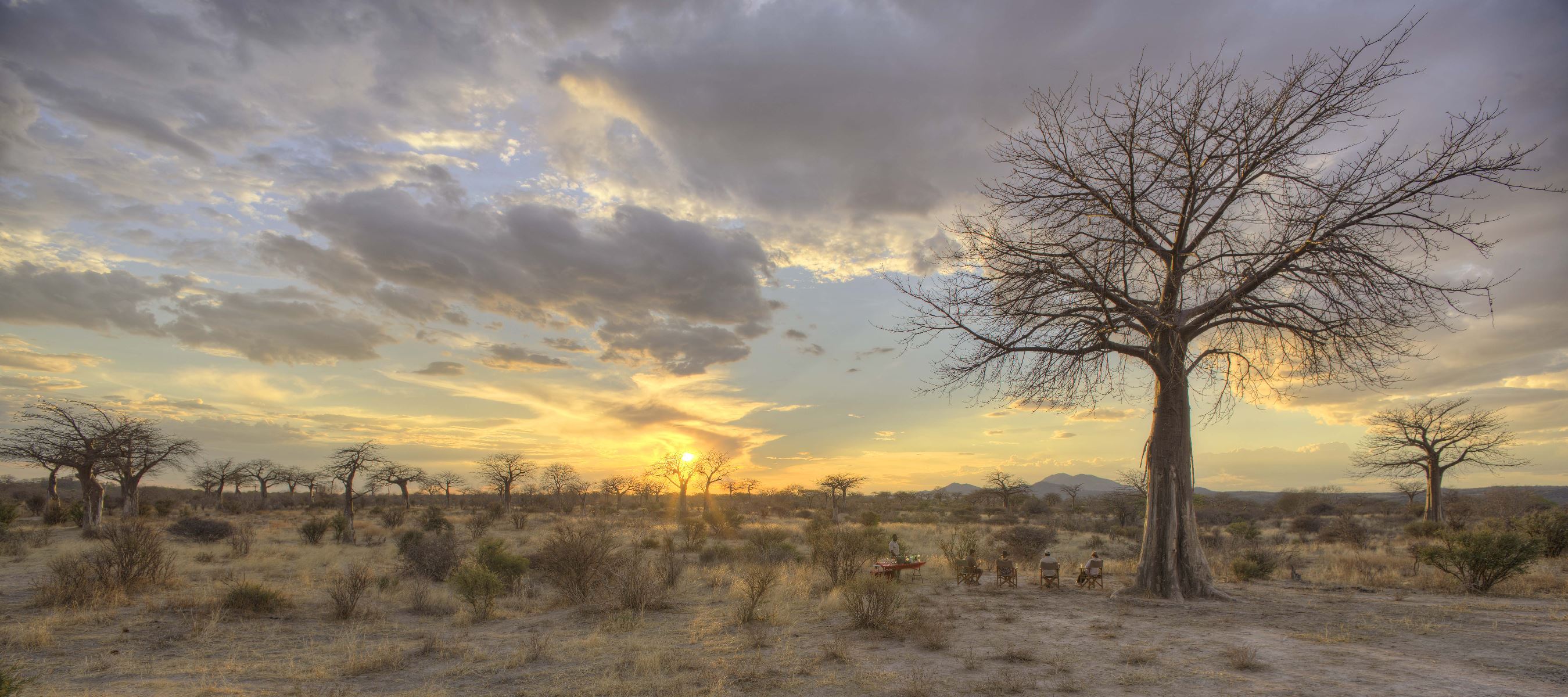 Jabali Tarangire Tanzania
