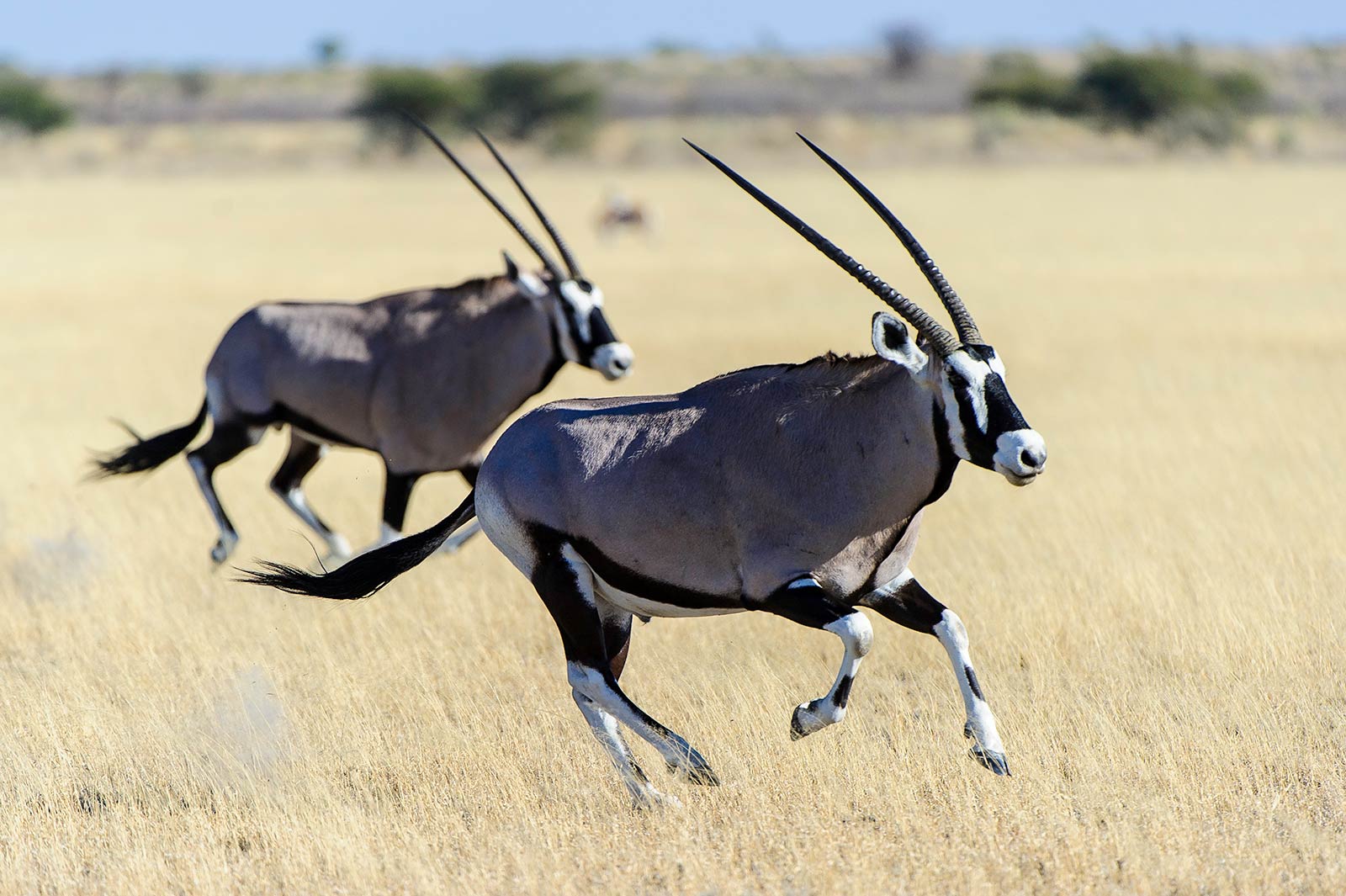 Kalahari Botswana