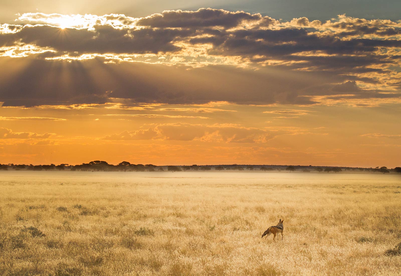 Kalahari Plains Botswana