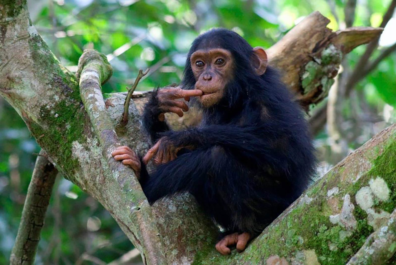 Nyungwe National Park