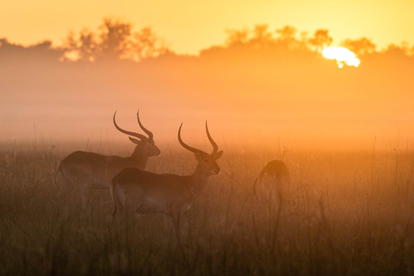 Botswana Okavango Delta