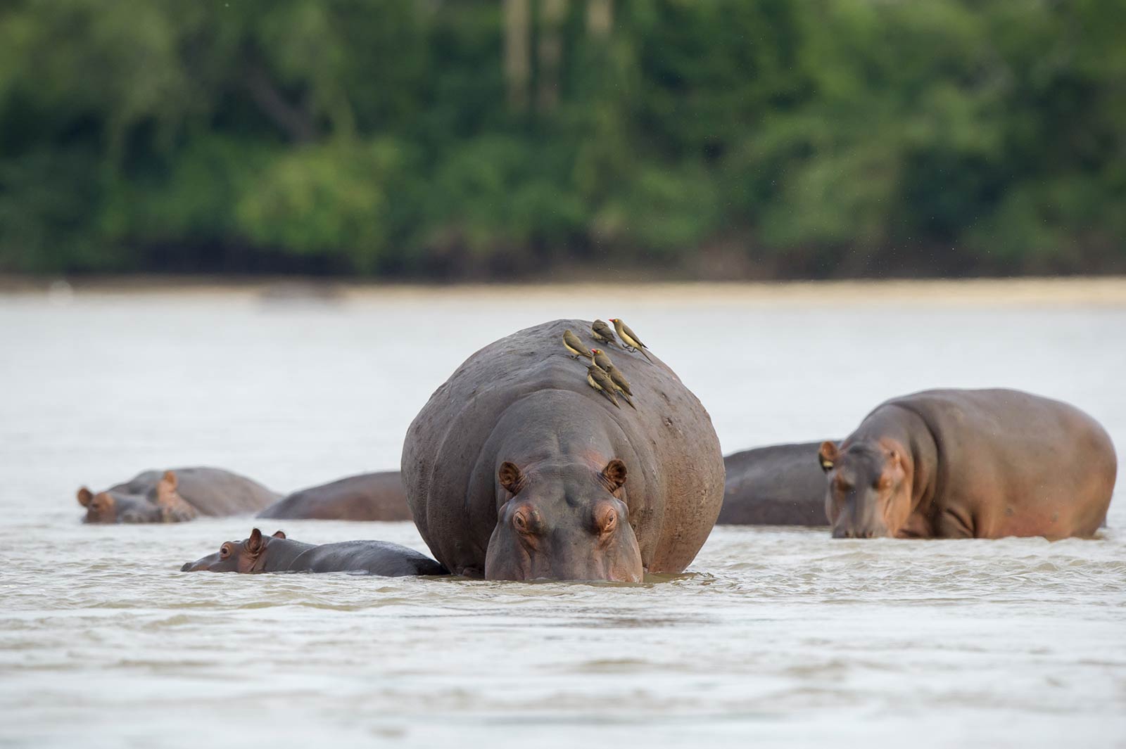 Murchison Falls National Park