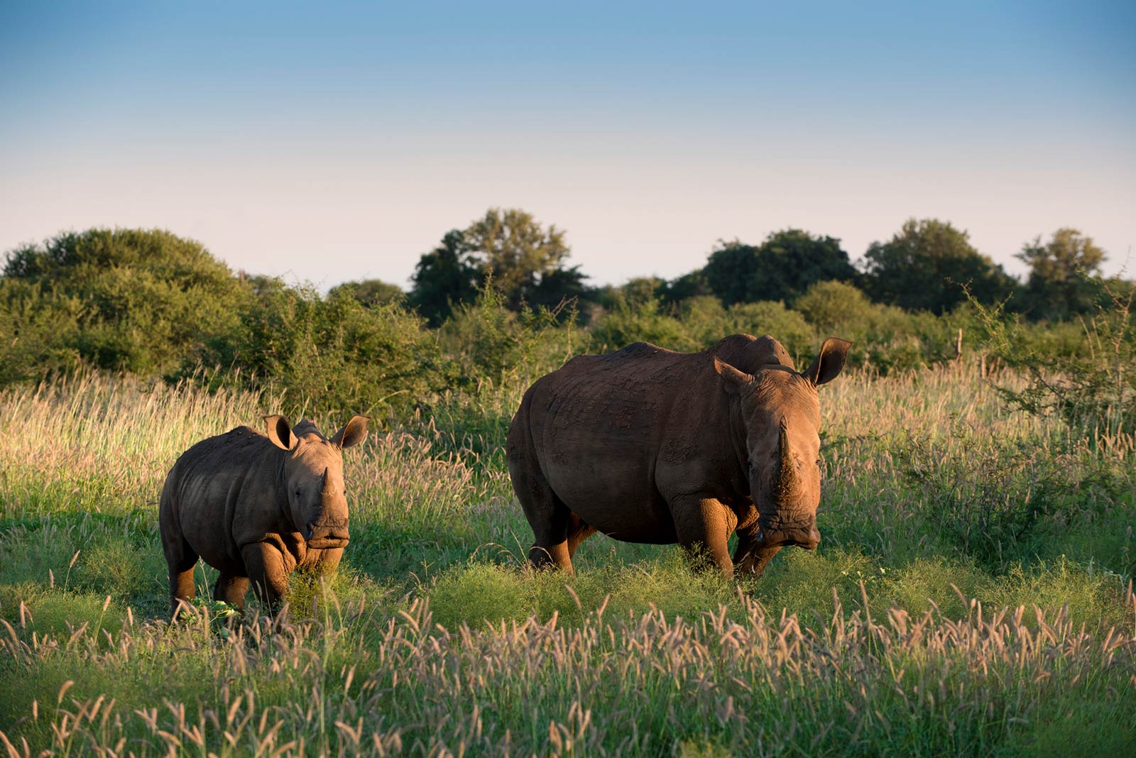 Madikwe South Africa