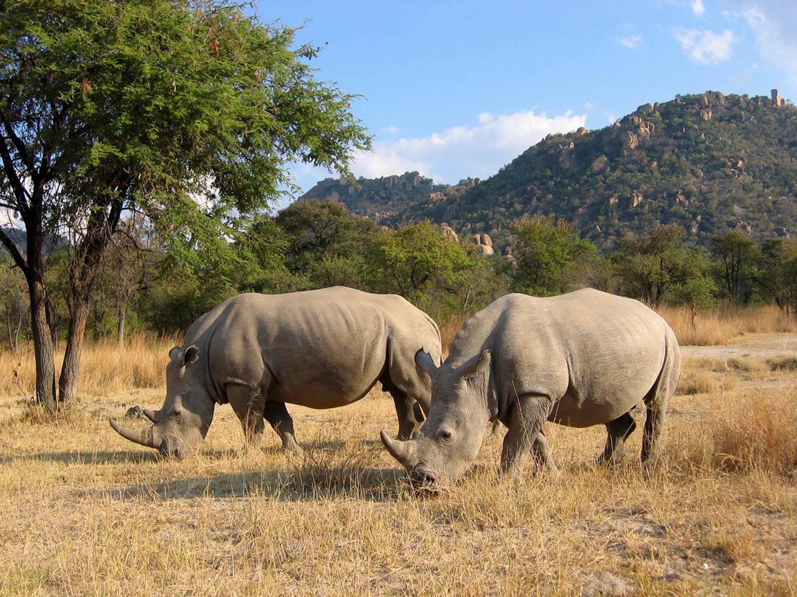 Matobo National Park Zimbabwe rhino