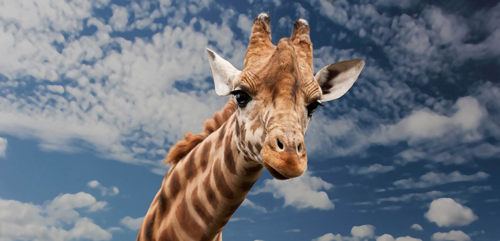 Giraffe selfie