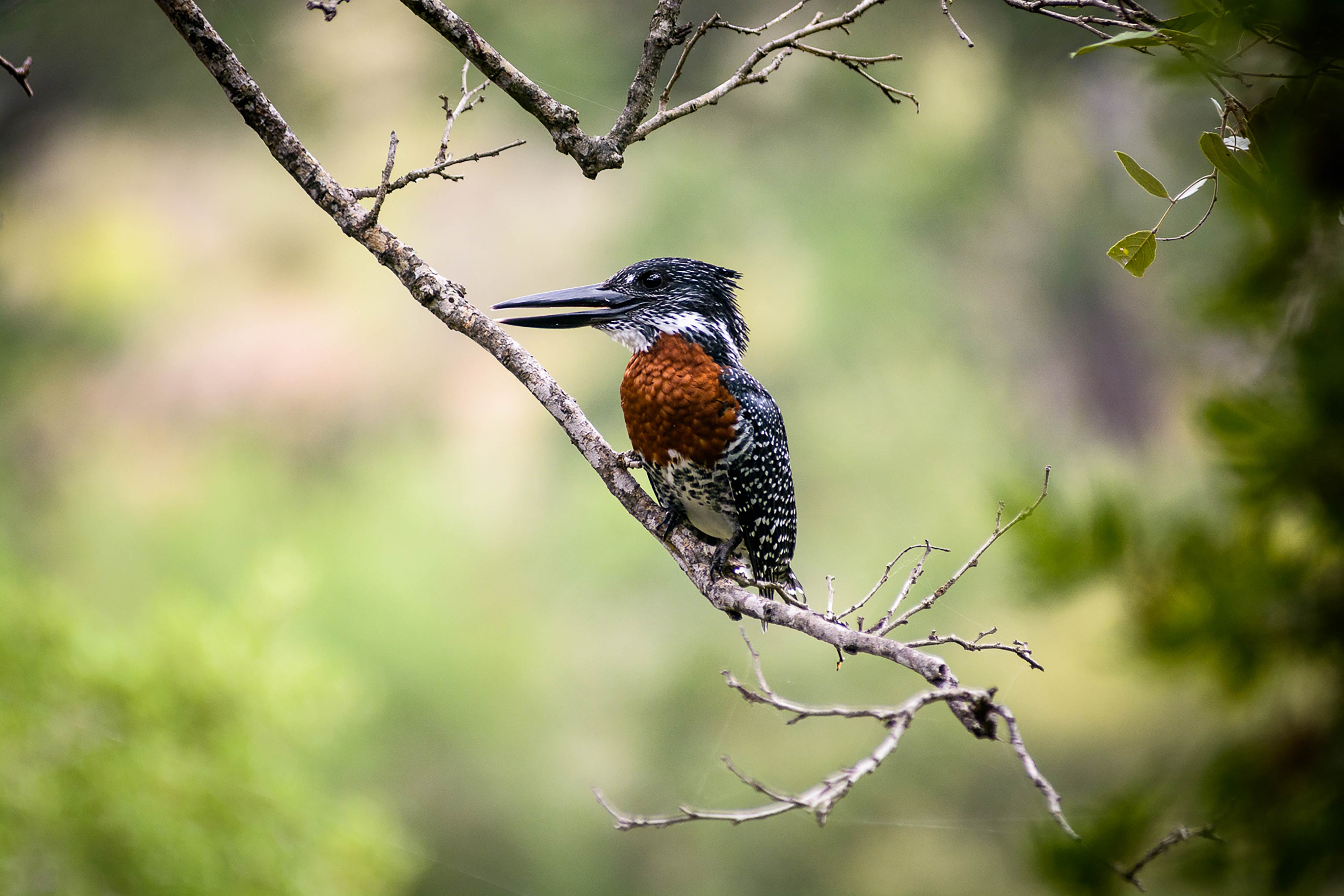Singita Sweni Lodge kingfisher bird