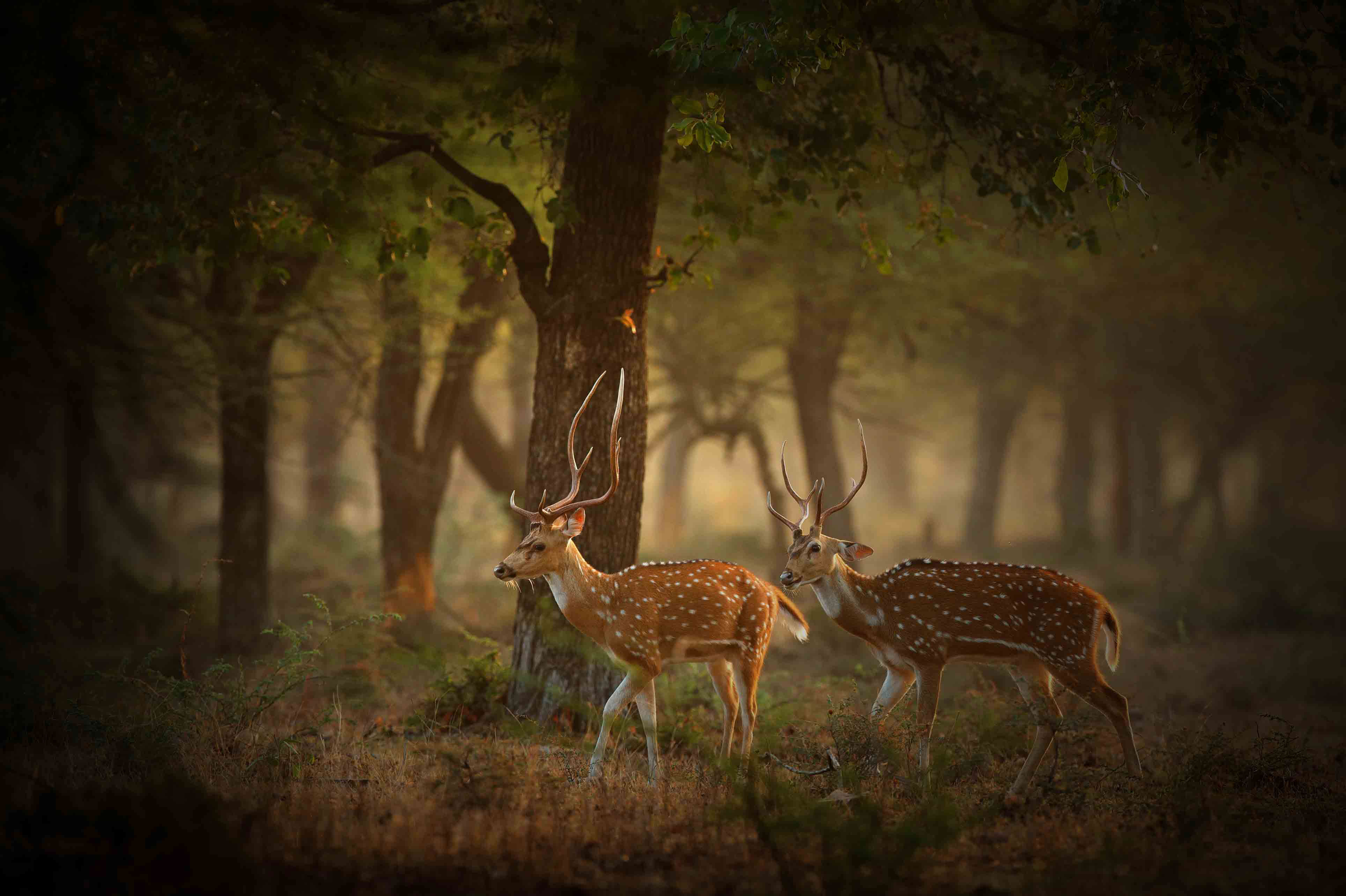 Sri Lanka East Coast